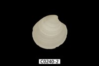 藏品(牙白鏡文蛤)的圖片